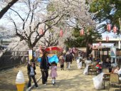 前橋・公園の桜