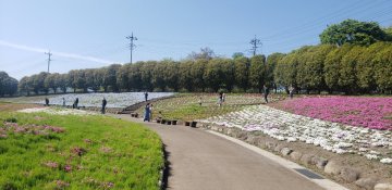 みさと芝桜公園