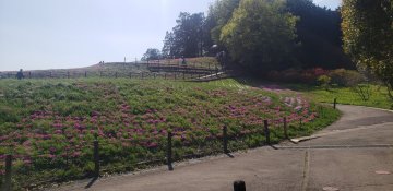 みさと芝桜公園